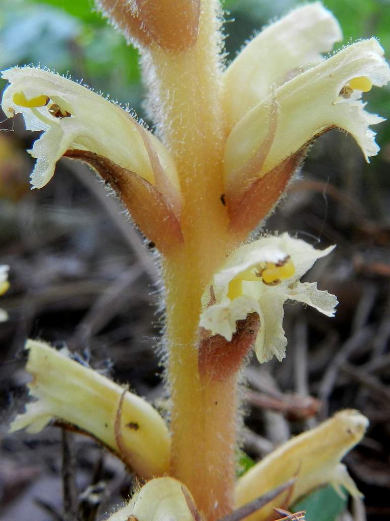 Orobanche hederae / Succiamele dell''edera